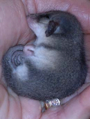 Eastern Pygmy Possum Helensburgh